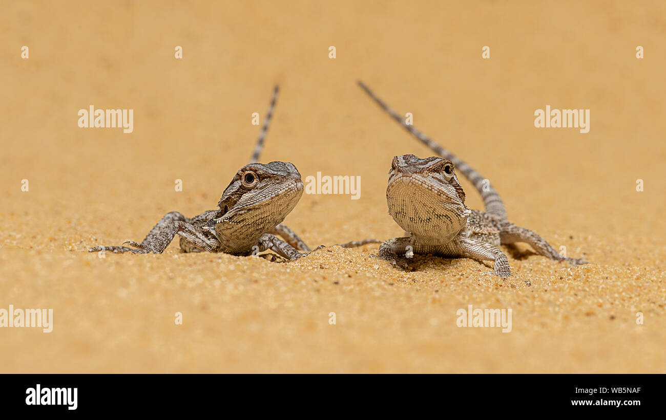 Eine Nahaufnahme von ein paar Bartagamen stehen auf Sand. Die beiden Tiere sind nach vorne schauen. Es ist Raum um sie herum. Stockfoto