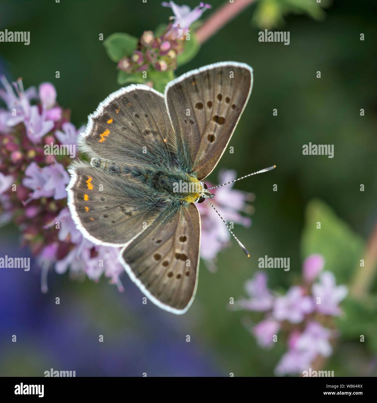 Verrußtes Kupfer (Lycaena tityrus), männlich sitzen auf blühende Thymian, Burgenland, Österreich Stockfoto