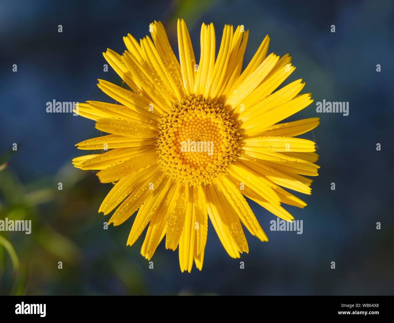 Blume, Gelb oxeye Daisy (Buphthalmum salicifolium), Naturschutzgebiet Isarauen, Oberbayern, Bayern, Deutschland Stockfoto