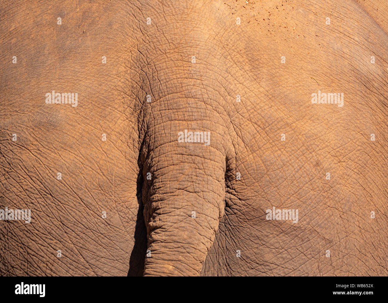 Grauer Elefant Rückseite mit Schwanz und Knicke Textur Hintergrund mit kopieren. Stockfoto