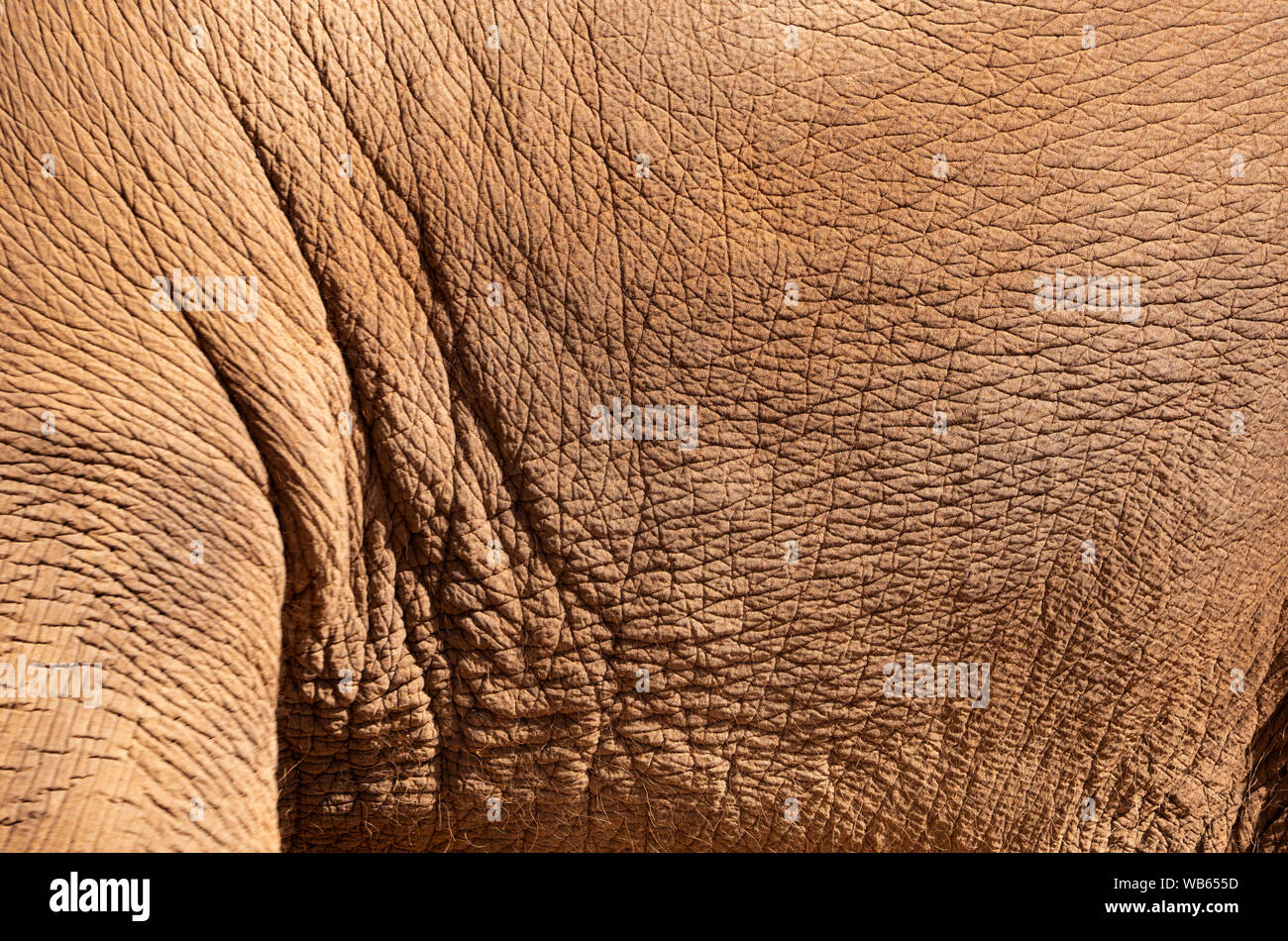 Elefantenhaut strukturierten Hintergrund mit Falten verstecken und Platz kopieren Stockfoto