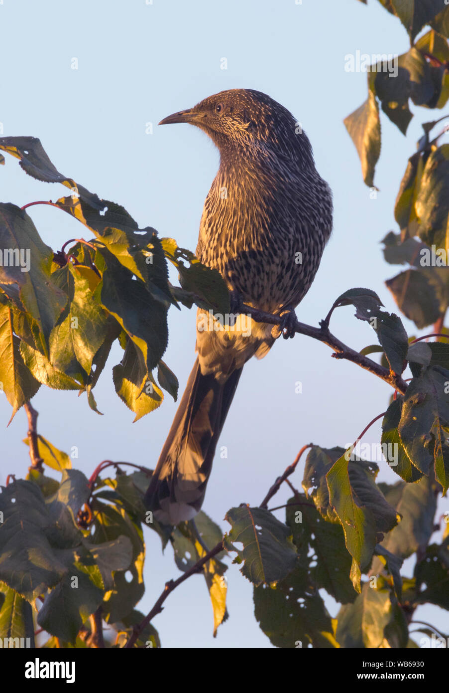 Ein wenig Wattlebird, Anthochaera chrysoptera, honeyeater in einem Baum mit blauen Himmel Hintergrund in Launceston Tasmanien thront. Stockfoto
