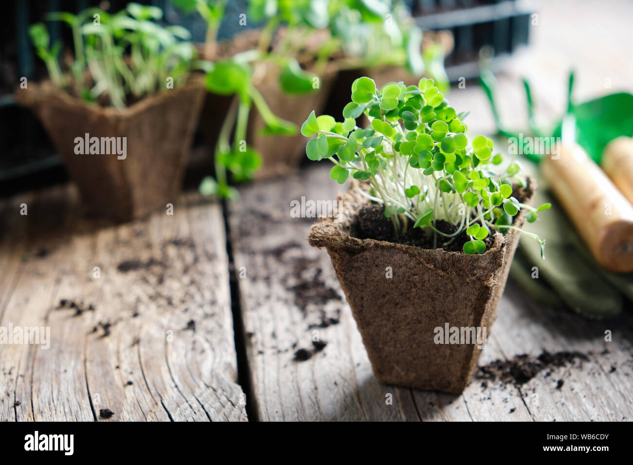 Grüne wachsen Keimlinge von Garten Pflanzen, Schaufel, Rechen und Handschuhe. Sprossen von Rucola im Vordergrund. Stockfoto