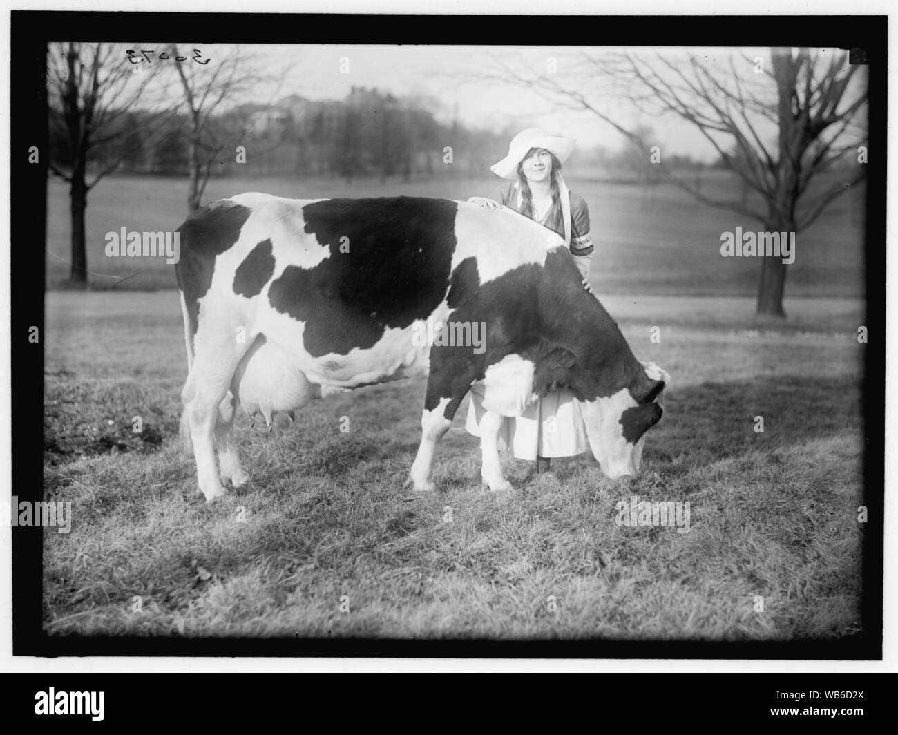 ECKLES, Virginia. IN DER NIEDERLÄNDISCHEN MILCHINDUSTRIE - DIENSTMÄDCHEN, MIT KUH Stockfoto