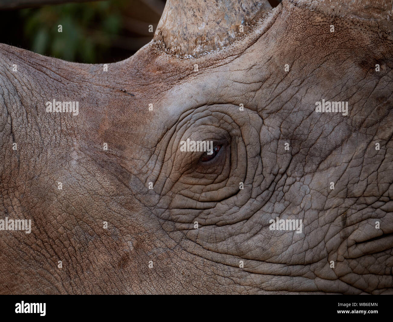Rhinoceros Gesicht mit Auge und faltige Haut Textur Hintergrund. Schwarz mit weißen Nashörner sind gefährdet. Stockfoto