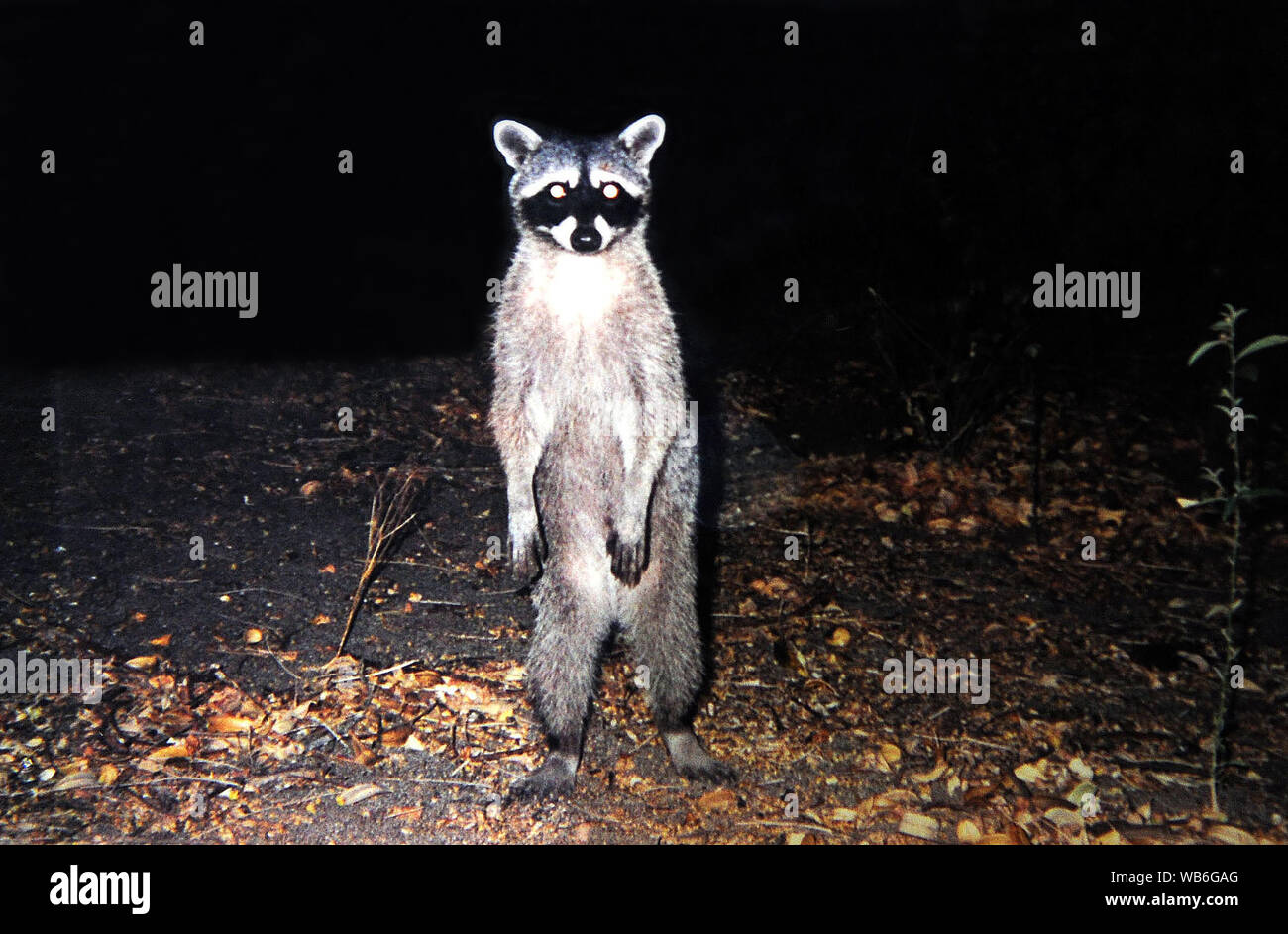 Costa Rica, 1. Mai 2010. Racoon am Strand von Rocca Bruja im Nationalpark Santa Rosa in Costa Rica Stockfoto