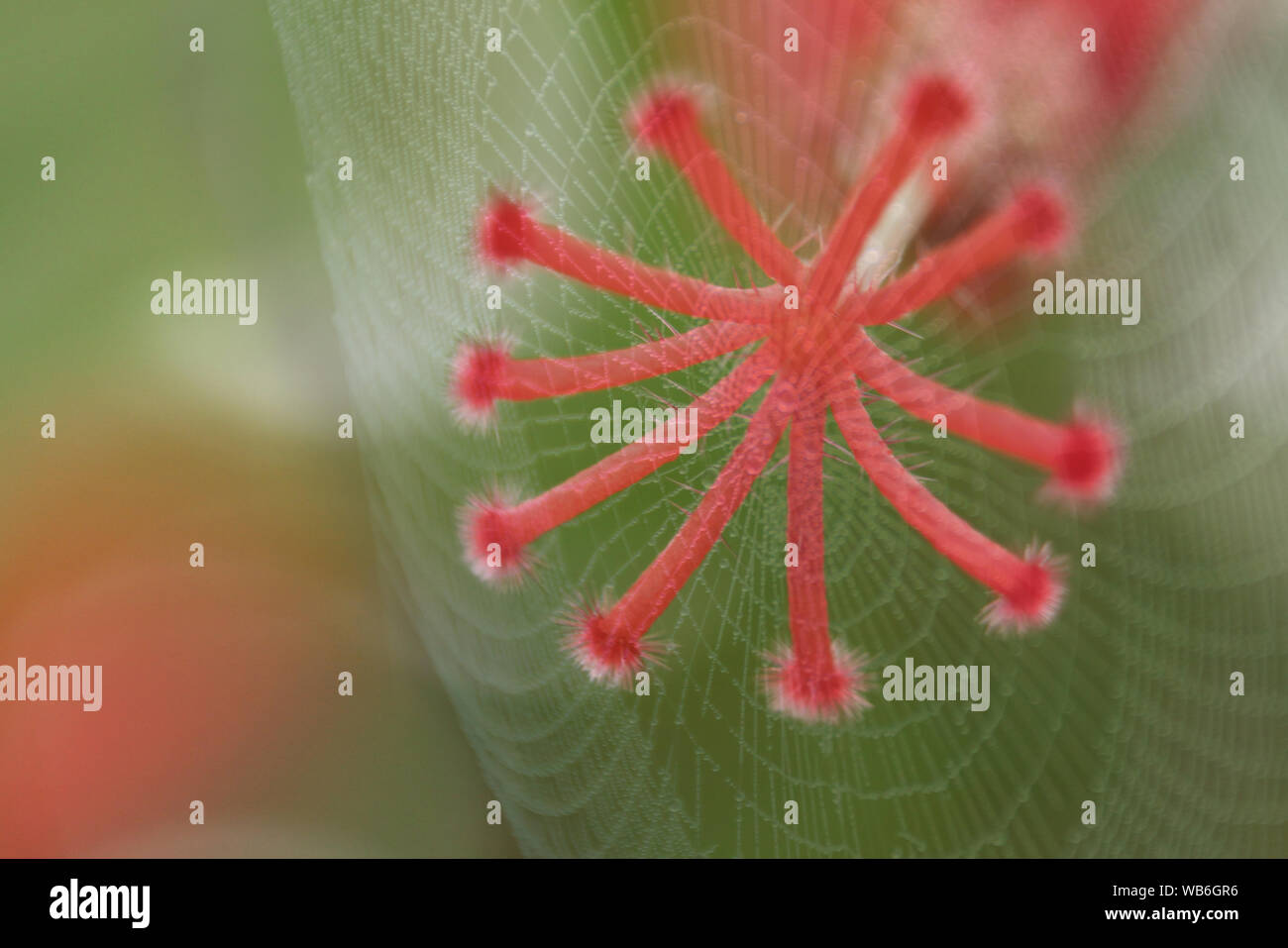 Zusammenfassung die Spinne, duftige, Web Cobweb mit Pollen von Hibiscus rosa sinensis, Hibisceae, Malvaceae Blume. Stockfoto