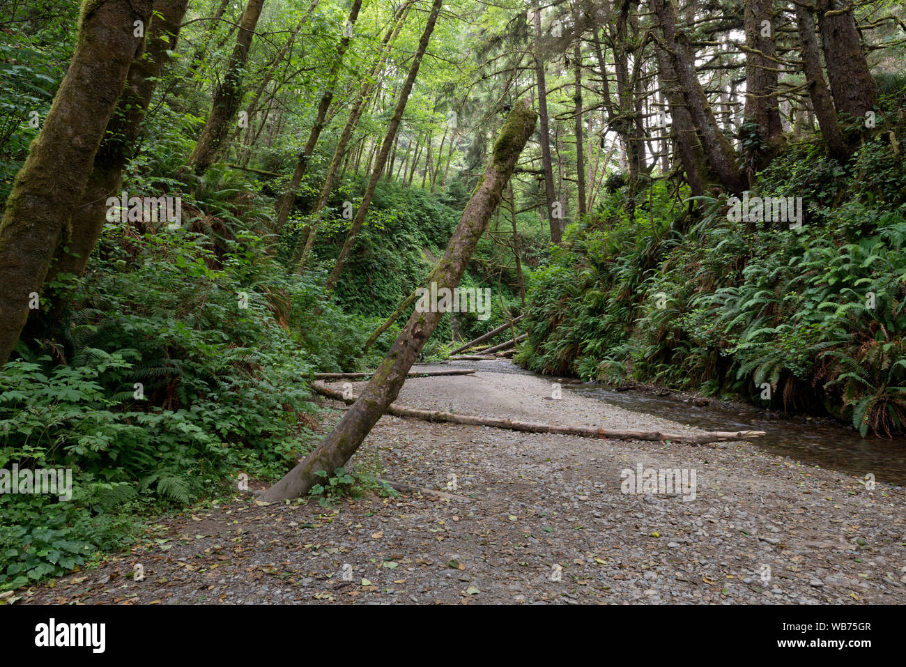 Fern Canyon ist ein Canyon im Prairie Creek Redwoods State Park in Humboldt County, Kalifornien Stockfoto