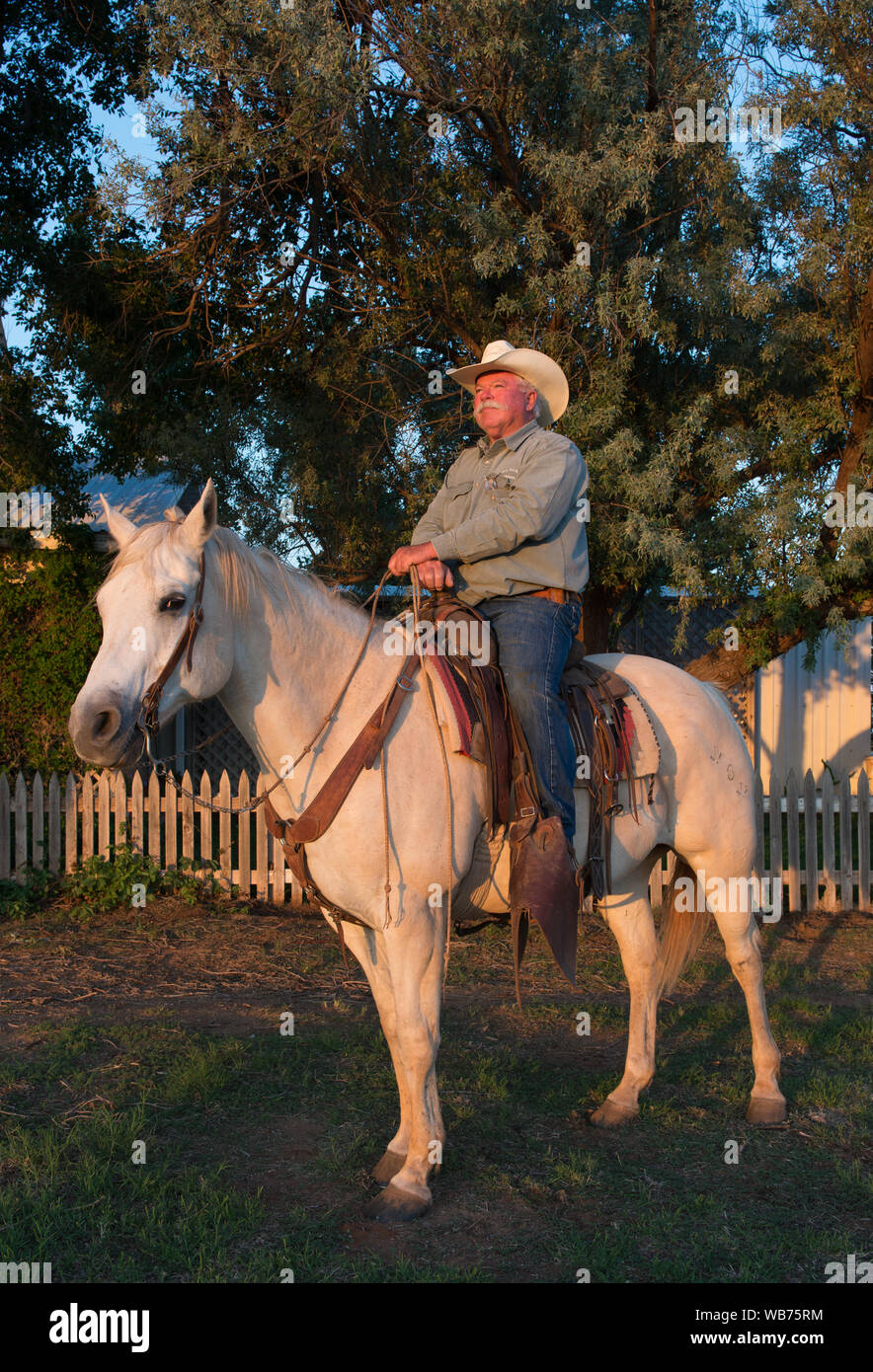 Ferol Shelton wird dargestellt, an Bord seines Pferdes, schläfrig, auf seiner Ranch in der Nähe von Homestead Clarendon im Texas Panhandle Stockfoto