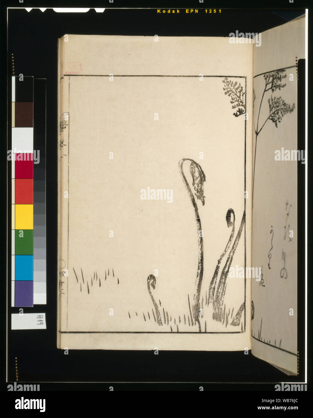 Fiddlehead fern Abstract/Medium drucken: 1 (2 Seiten): Holzschnitt. Stockfoto