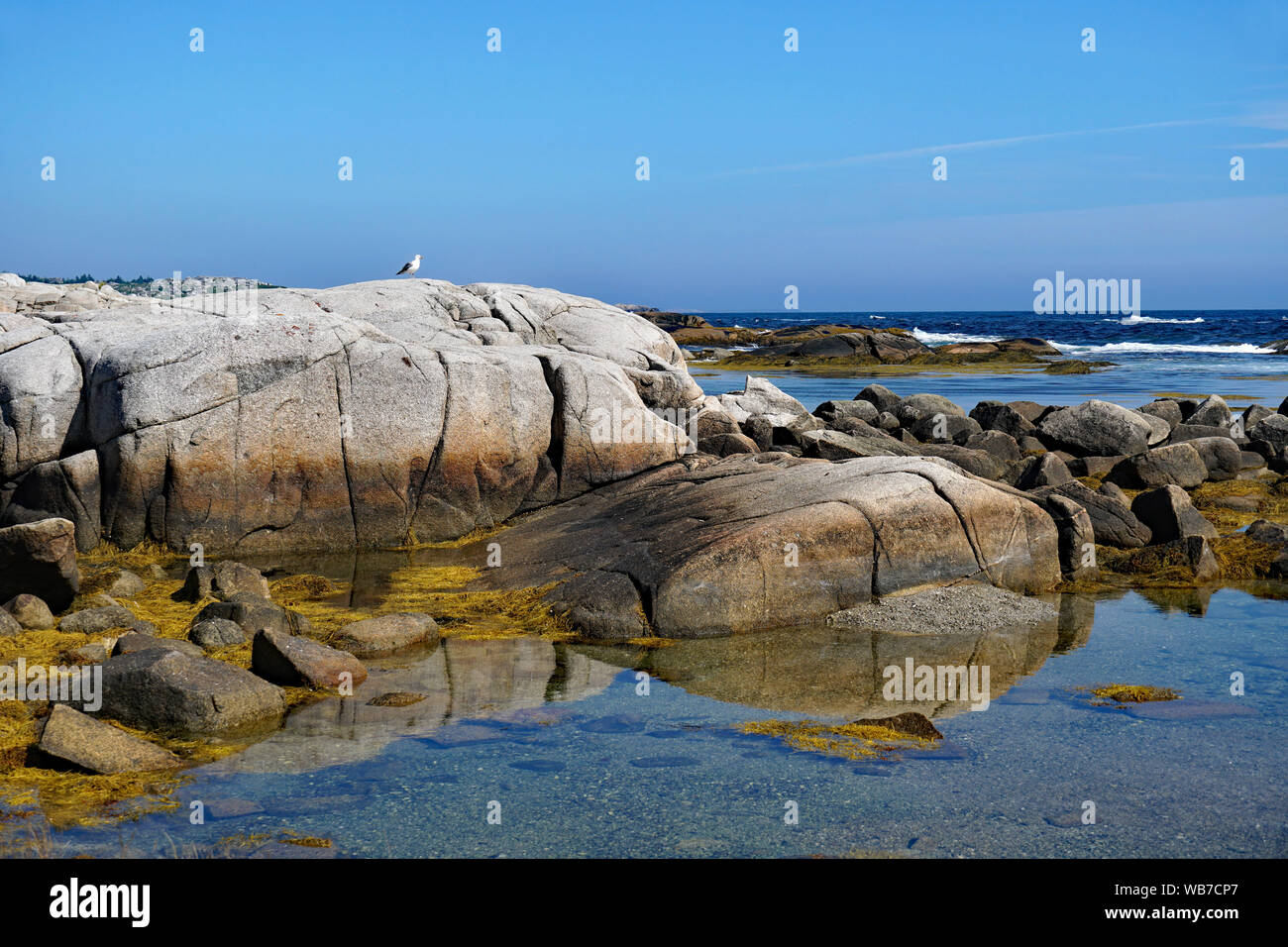 Möwe auf abgenutzte glatten Granitfelsen am Atlantischen Ozean in der Nähe von Peggy's Cove, Nova Scotia Stockfoto