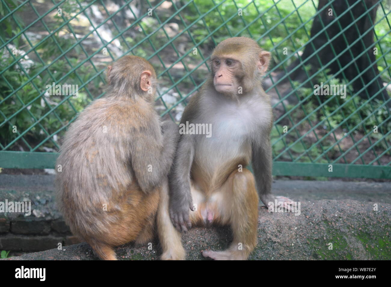 Die Heiligen Affen von Nepals 'Monkey Tempel' aufgenommen Foto in Kathmandu, Nepal Stockfoto