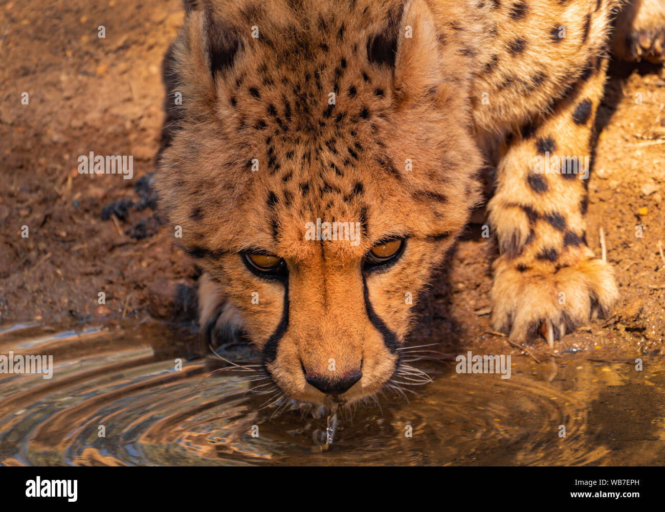 Ein Gepard, Acinonyx jubatus, Trinkwasser in ihrem Gehege, wo es in einer Zucht in Gefangenschaft Programm ist. Stockfoto