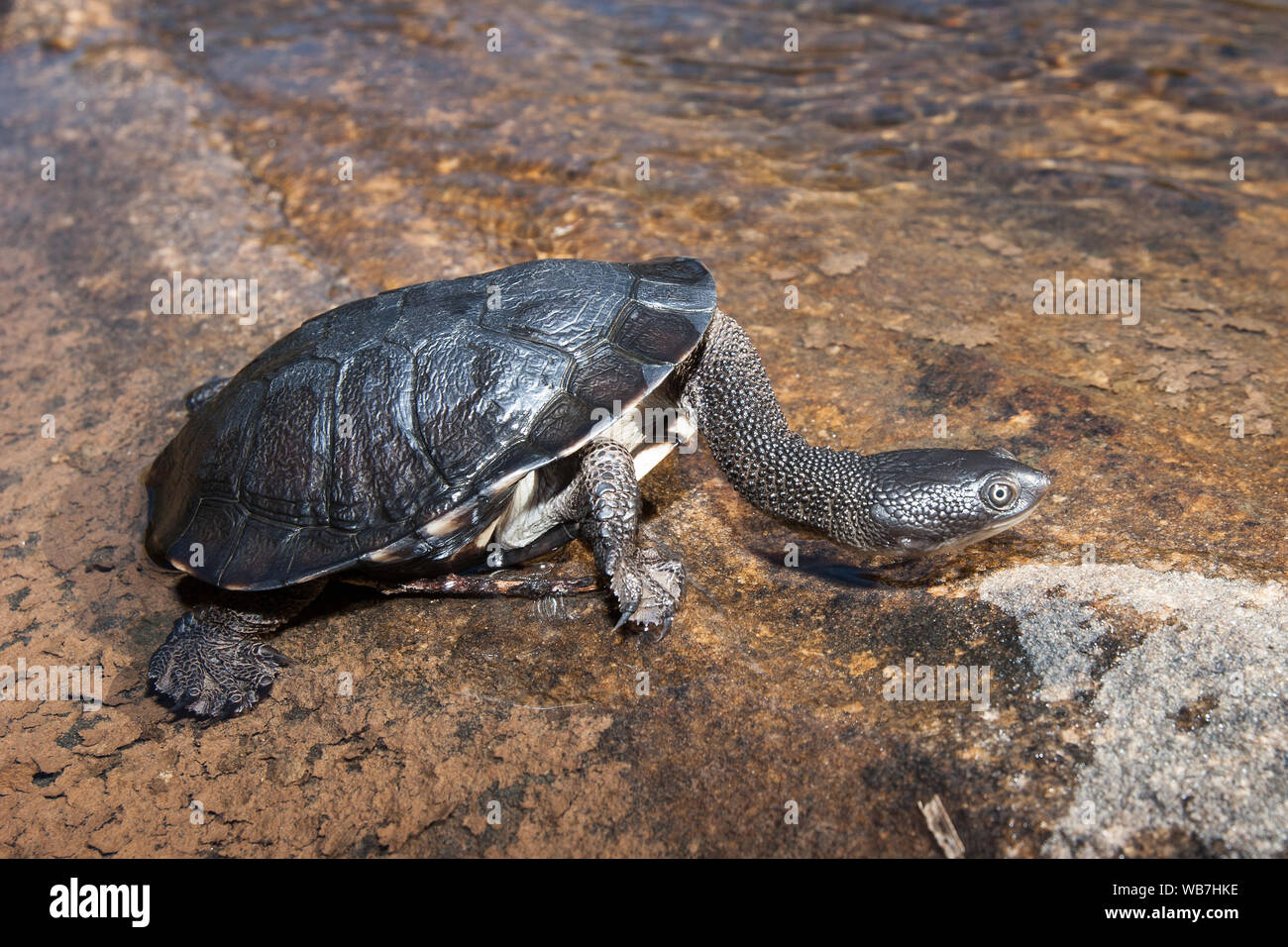 Australian Eastern Long-necked Turtle Stockfoto