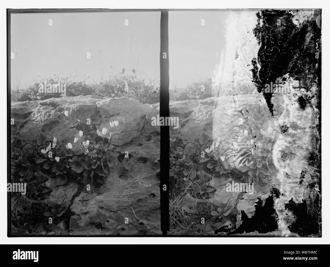 Blumen Abstract / Medium: G. Eric und Edith Matson Fotosammlung Stockfoto