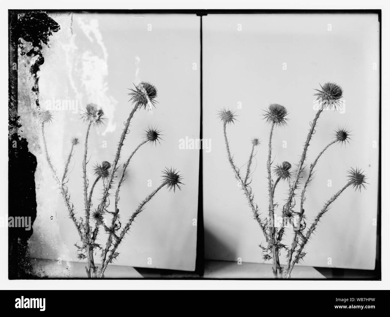 Blumen Abstract / Medium: G. Eric und Edith Matson Fotosammlung Stockfoto