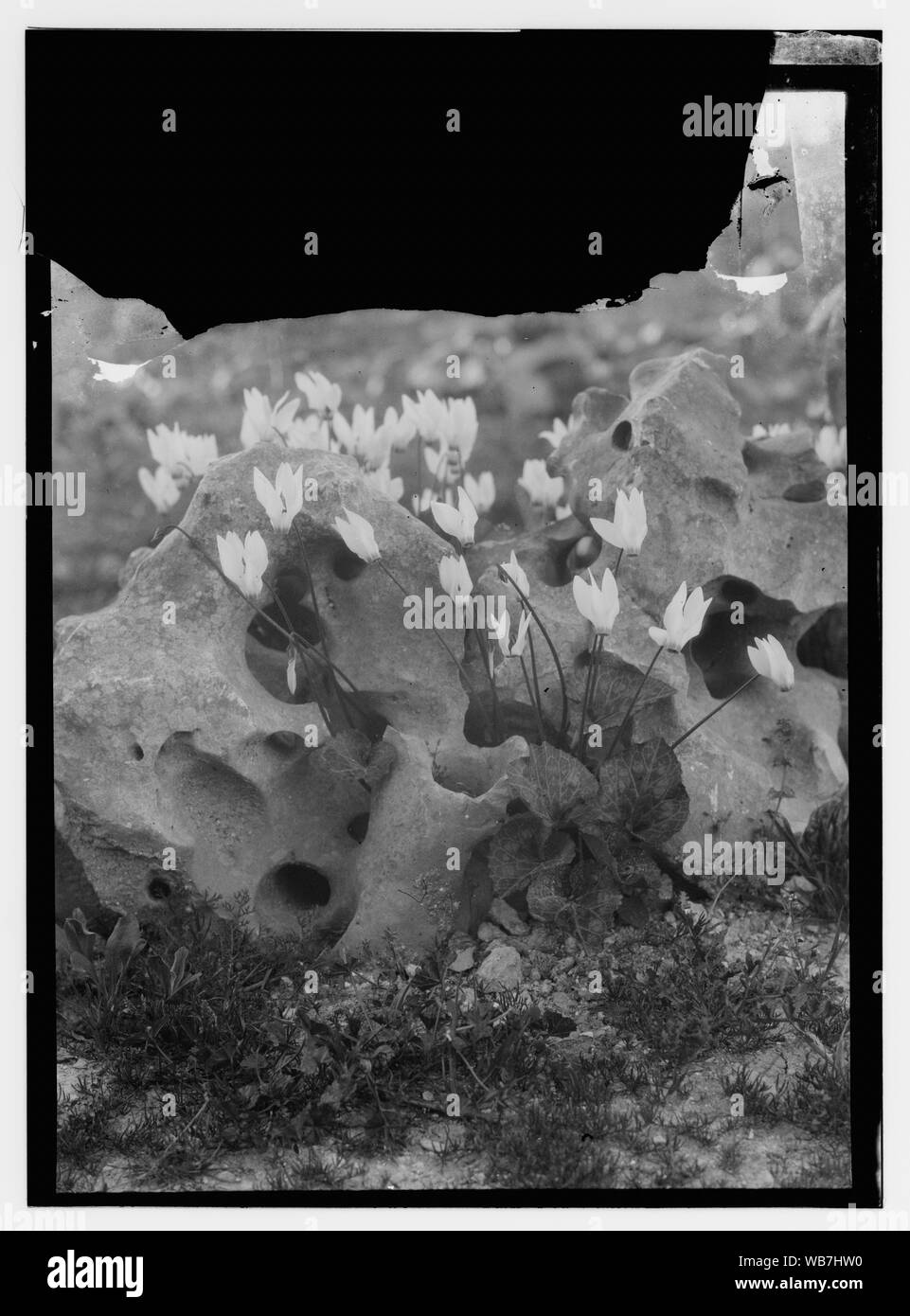 Blumen Abstract / Medium: G. Eric und Edith Matson Fotosammlung Stockfoto