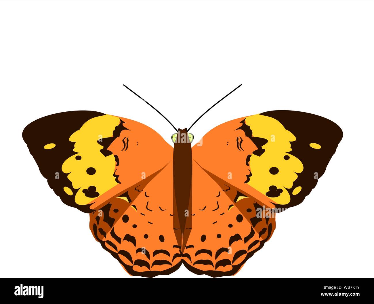 Die rustikale Schmetterling (Cupha erymanthis) auf weißem Hintergrund, Schönheit Insekt mit gelben und schwarzen abstraktes Muster auf braune Flügel Stock Vektor