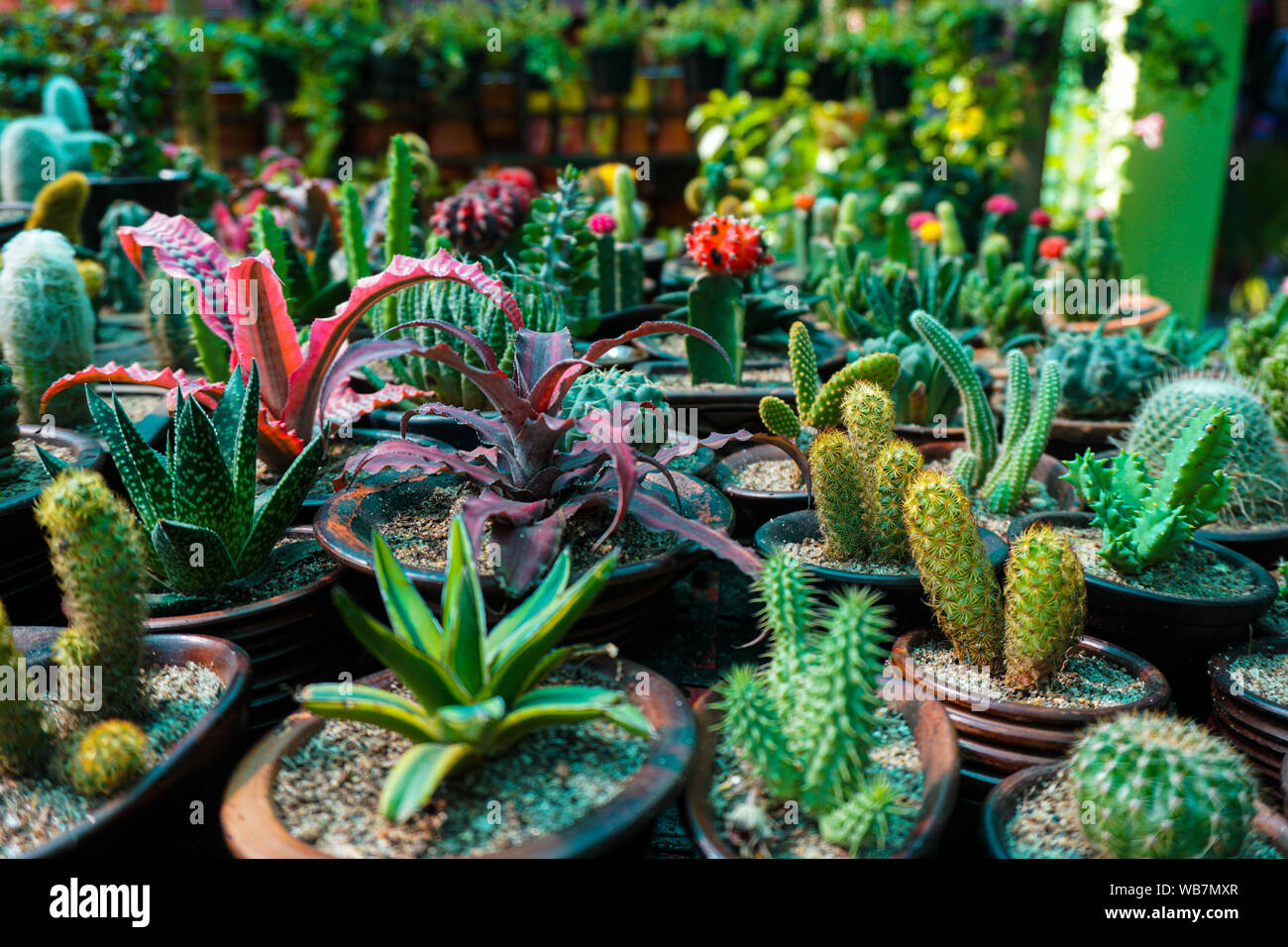 Sammlung von verschiedenen Kakteen und sukkulenten Pflanzen in  verschiedenen Tpfen. Ein Kaktus plural Cacti ist ein Baustein, der  natrlich in der Wste biomes Spawns und Mesa Stockfotografie - Alamy