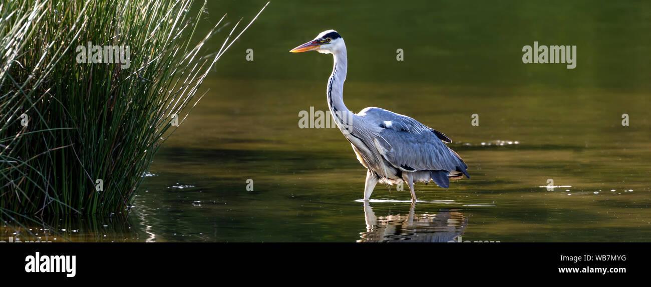 - Héron cendré Graureiher (Ardea cinerea), Auvergne, Frankreich. Stockfoto