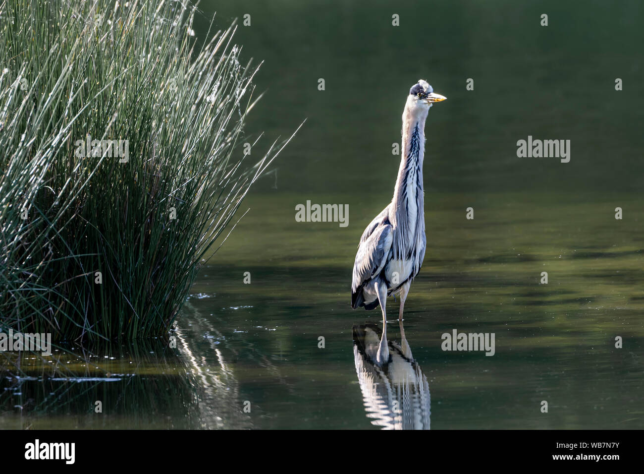 - Héron cendré Graureiher (Ardea cinerea), Auvergne, Frankreich. Stockfoto
