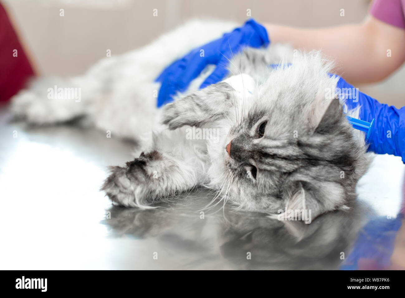 Große, graue Katze unter Narkose lag auf Metall Tisch in tierklinik vor Stockfotografie Alamy