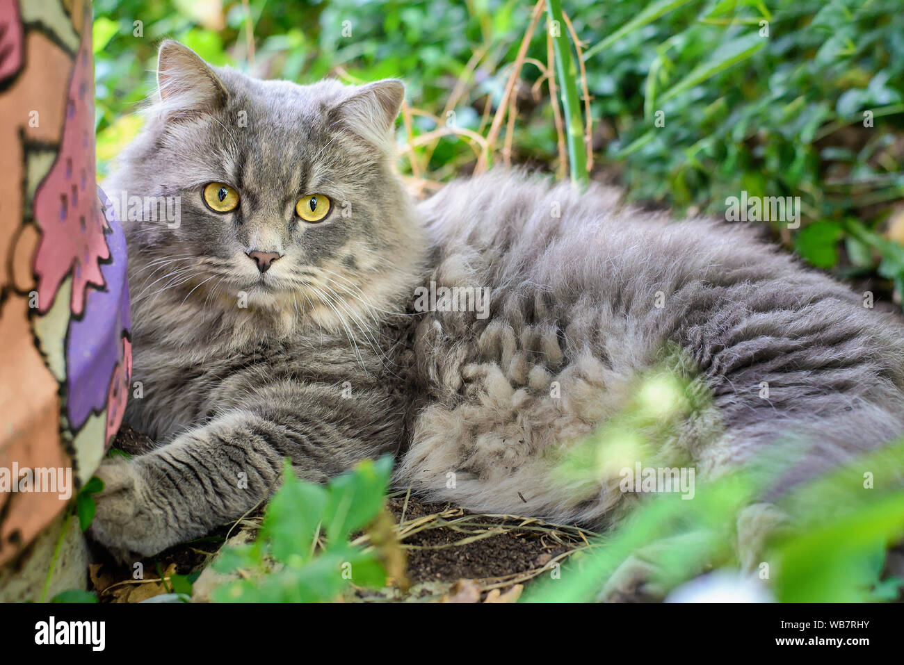 Große, graue flauschige Katze im Sommergarten im Gras liegend Stockfoto