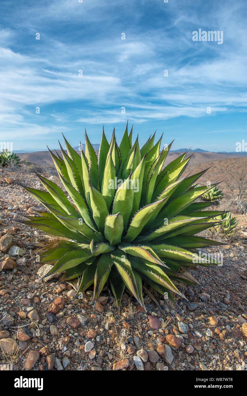 Mexikanische Flora und Kaktus in der mexikanischen Wüste der Halbinsel Baja California Stockfoto