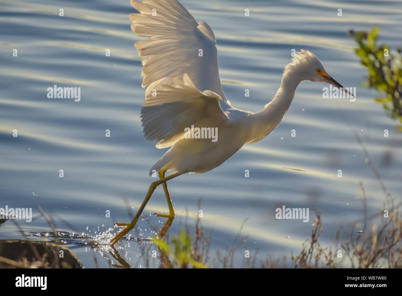 Snowy Egret vogel Landung im Wasser bei Sonnenuntergang. Stockfoto