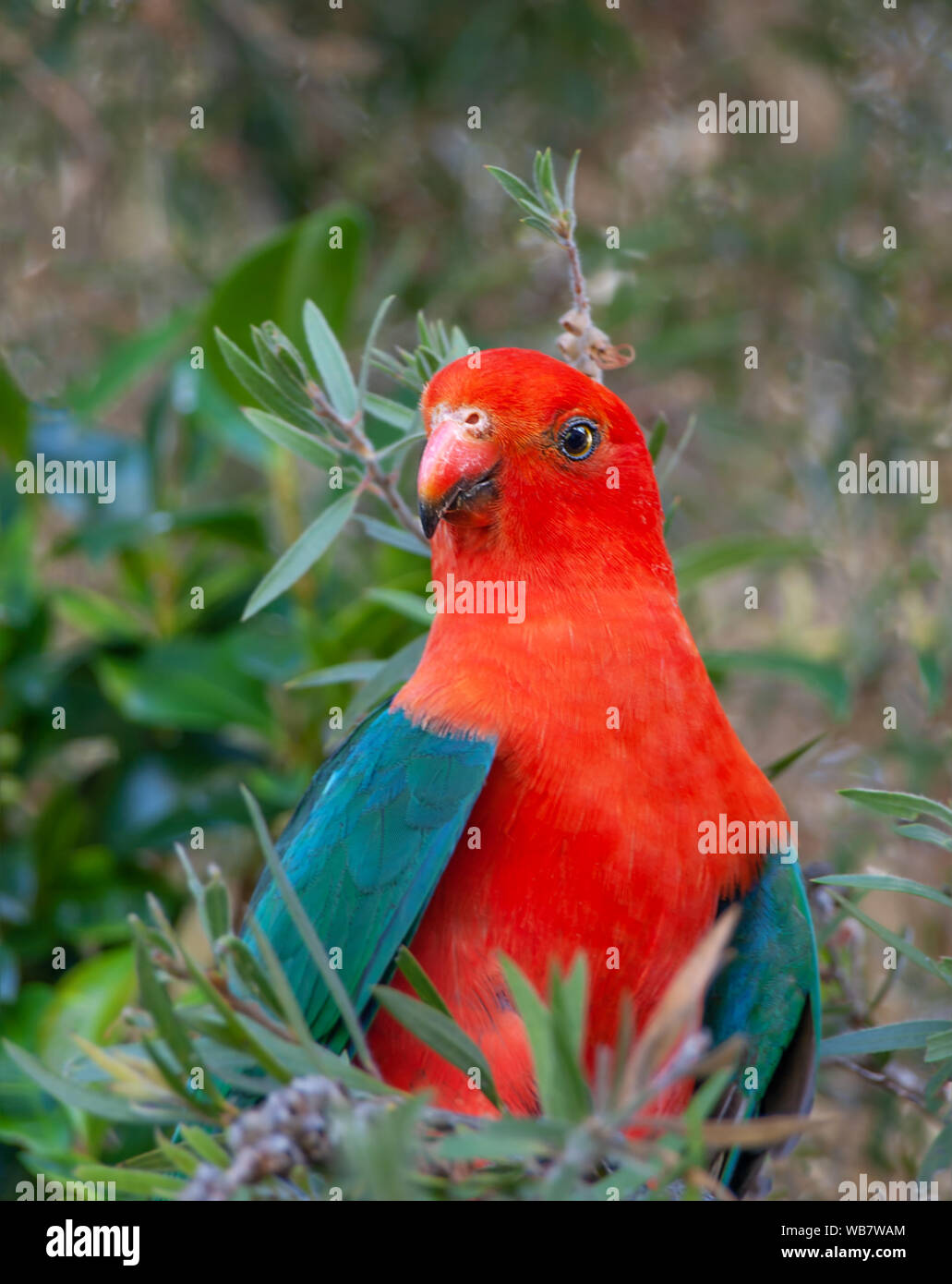 Australische König - Papagei in der Wildnis Stockfoto