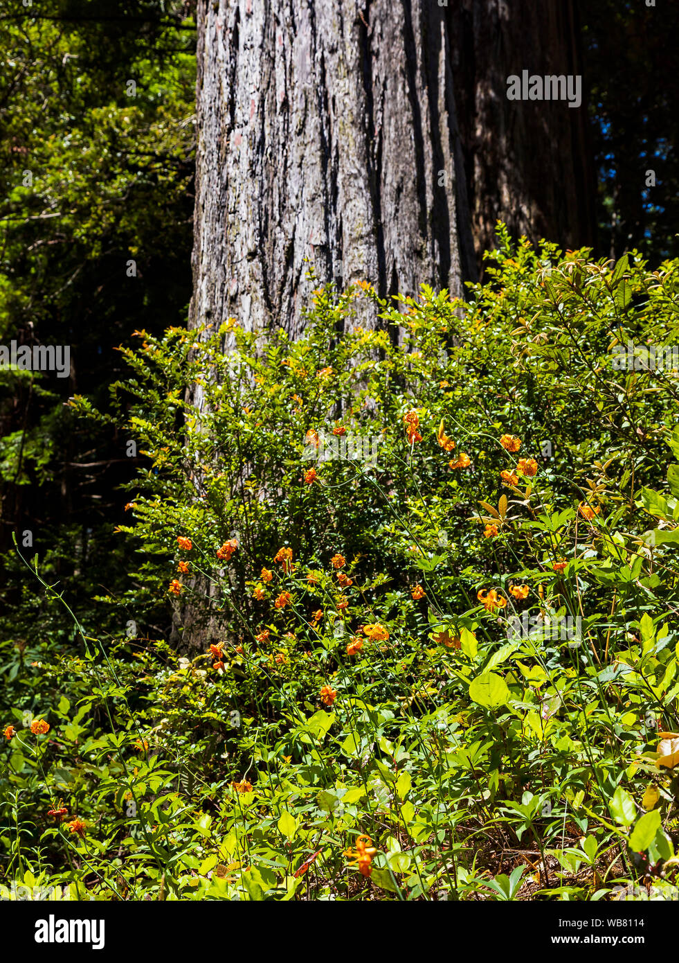 Eine Anzeige von einem zarten Wildblumen bekannt als Leopard Lilie (Lilium pardalinum) auf der Basis eines herrschaftlichen Coast Redwood Tree (Sequoia sempervirens). Stockfoto