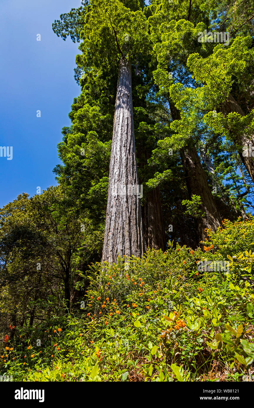 Ein stattliches Coast Redwood Tree (Sequoia sempervirens) mit einer Anzeige von einem zarten Wildblumen bekannt als Leopard Lilie (Lilium pardalinum). Stockfoto