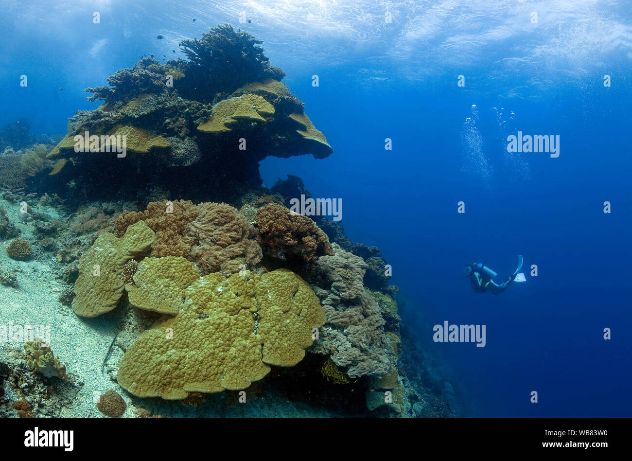 Scuba Diver in einem Korallenriff mit dominierenden Gelappt pore Korallen (porites Lobata), Apo-Riff, Dumaguete, Negros, Visayas, Philippinen Stockfoto