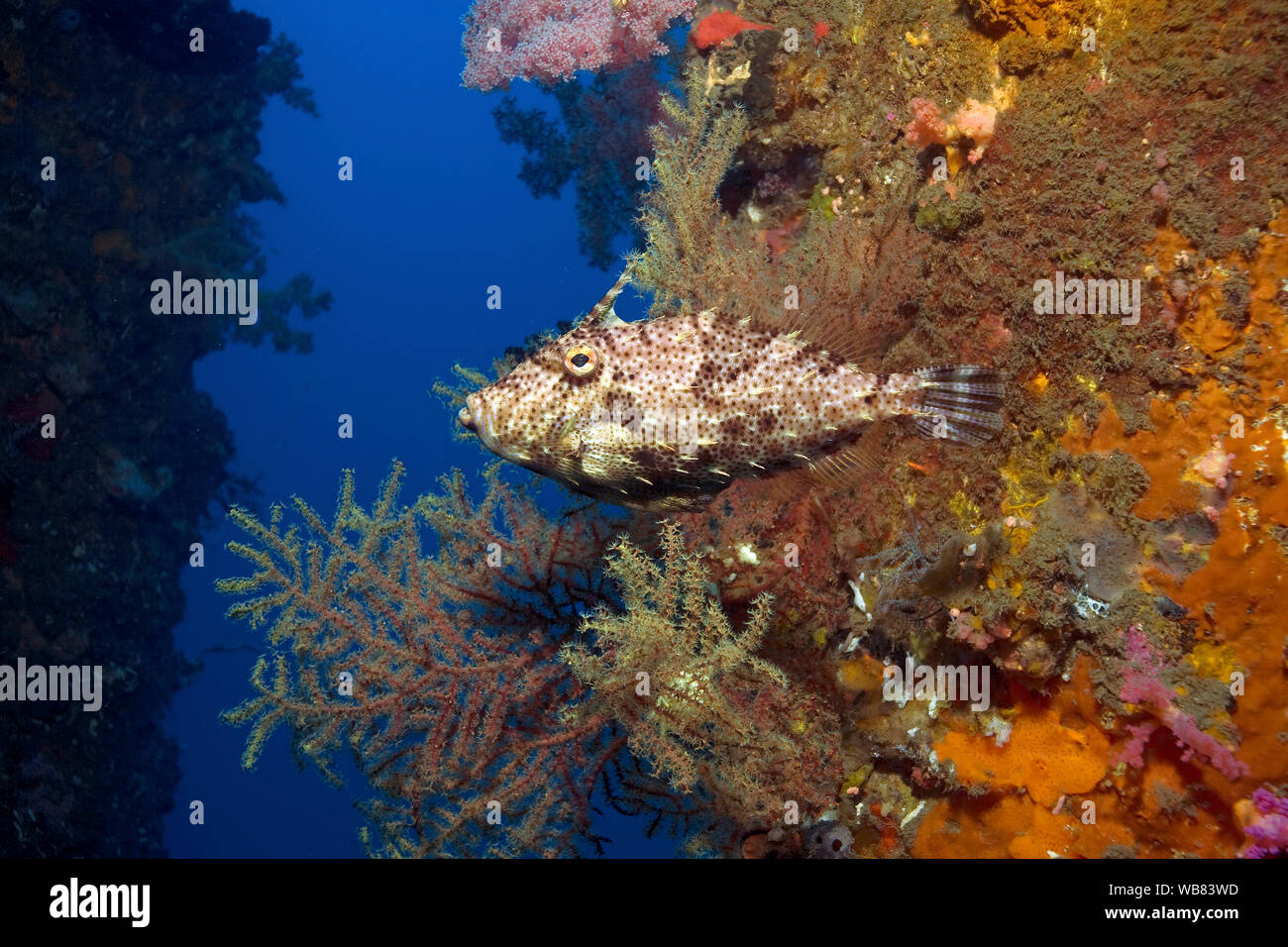 Borste Schwanz (Acreichthys tomentosus filefish) am Ducomi Pier, Dumaguete, Negros, Philippinen Stockfoto