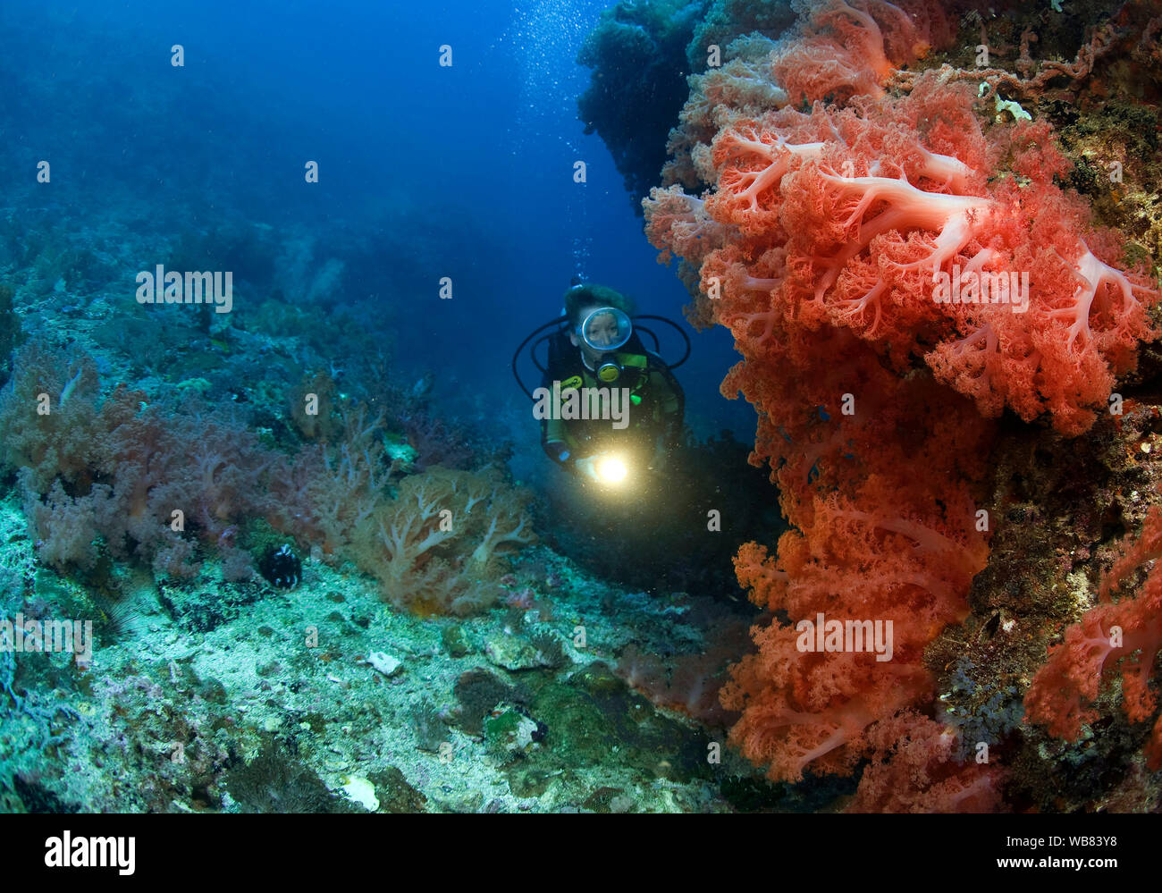 Scuba Diver in einem Korallenriff mit roten Weichkorallen (Nephtheidae), Malapascua, Cebu, Philippinen Stockfoto