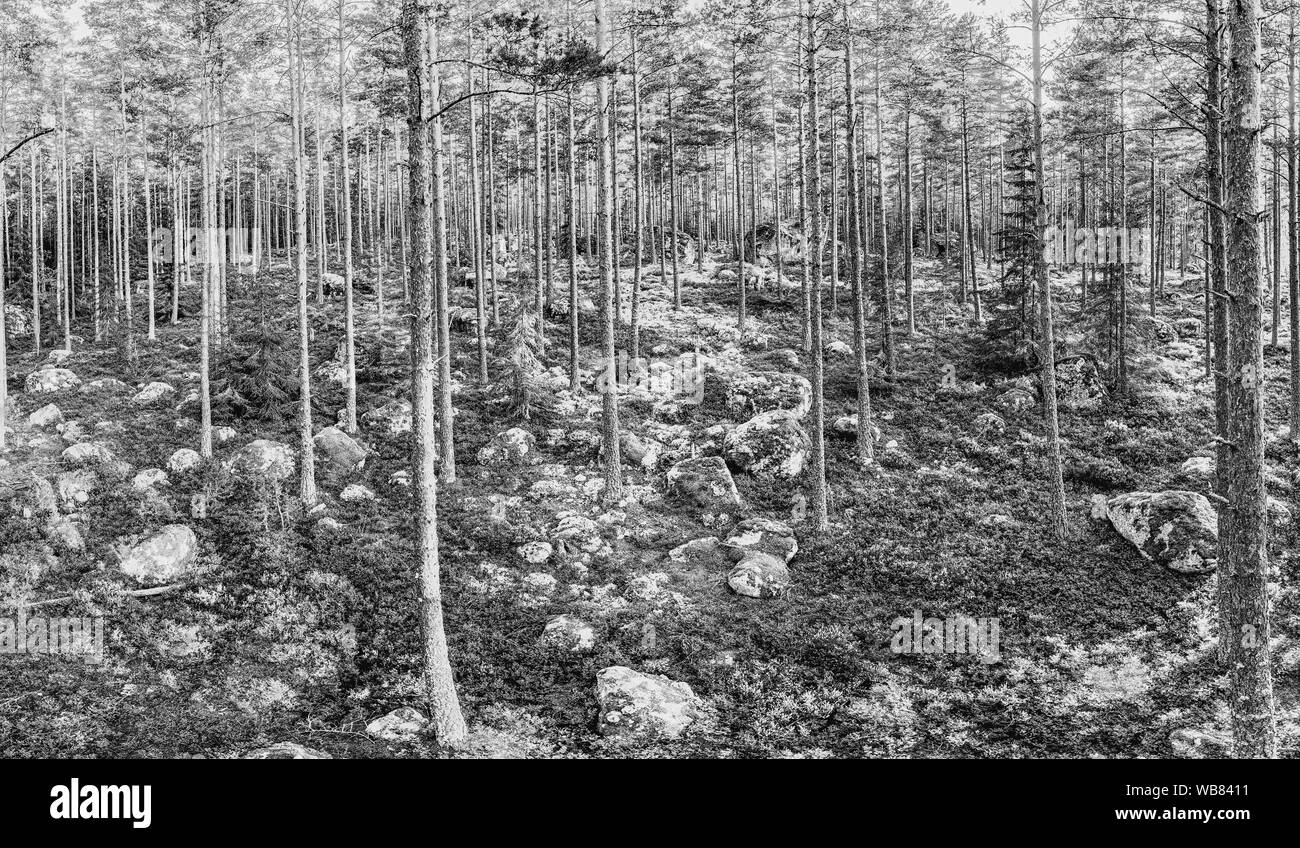 Immergrüne Wald mit einigen großen Felsen Stockfoto