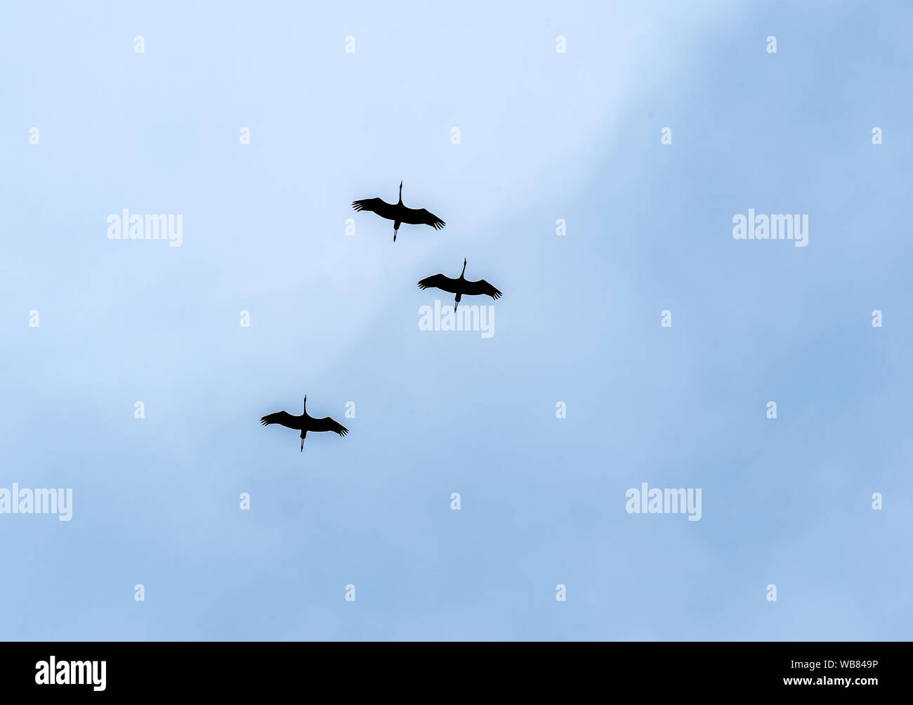 Die Familie der Krane Ausbildung vor dem Flug nach warmen Ländern. Stockfoto