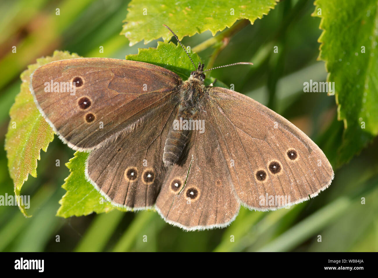 Nach Ringelwürmer Schmetterling ließ sich auf ein Blatt mit Flügel Stockfoto