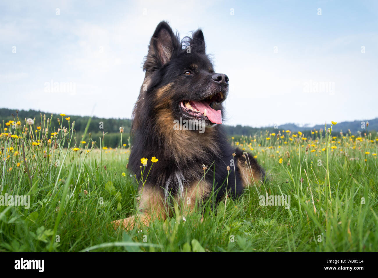 Alt Deutscher Schäferhund Hund liegend auf der Wiese, 11 Jahre alte Rüde Stockfoto