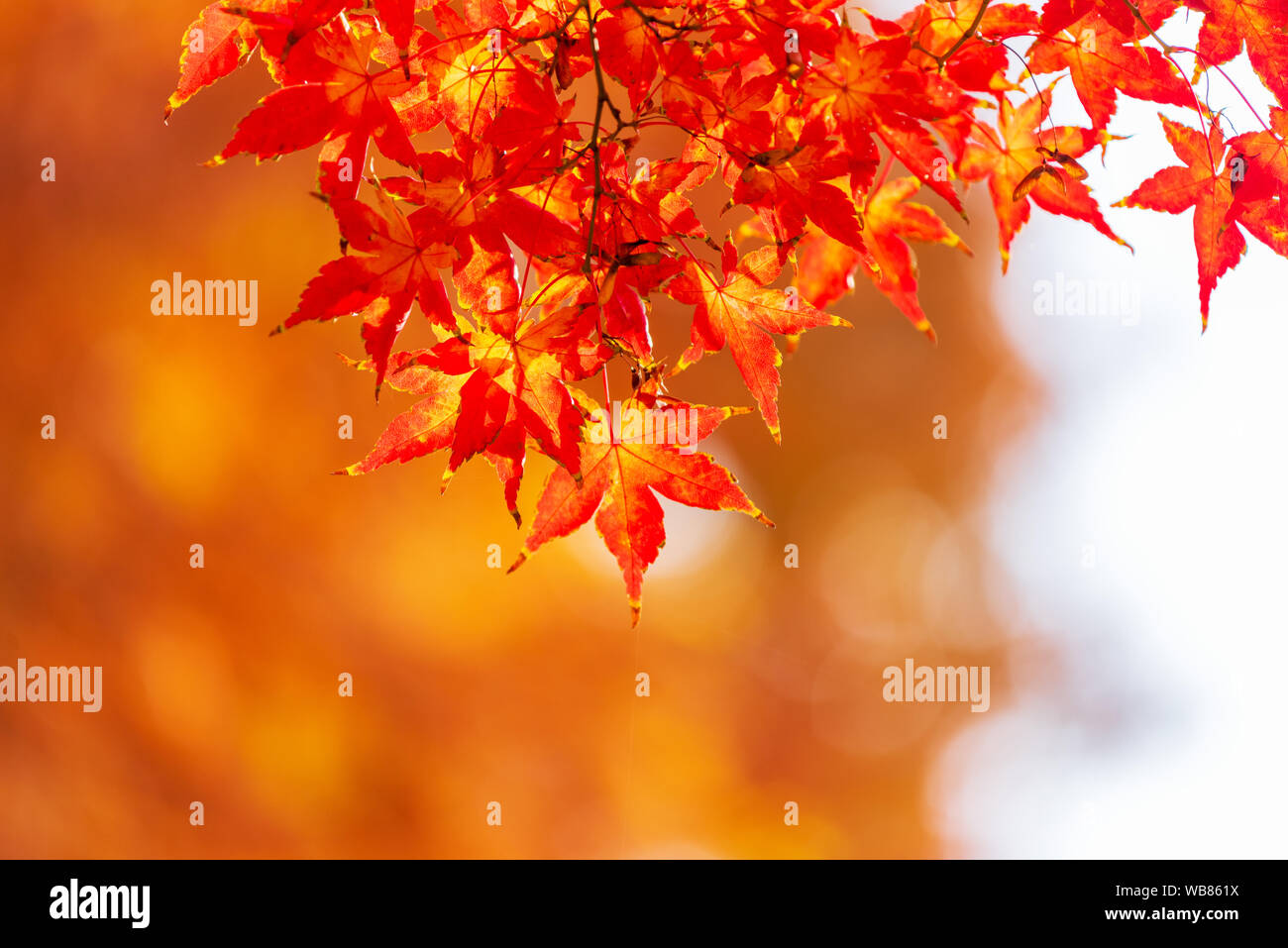 Herbst Hintergrund in Seoul, Südkorea Stockfoto