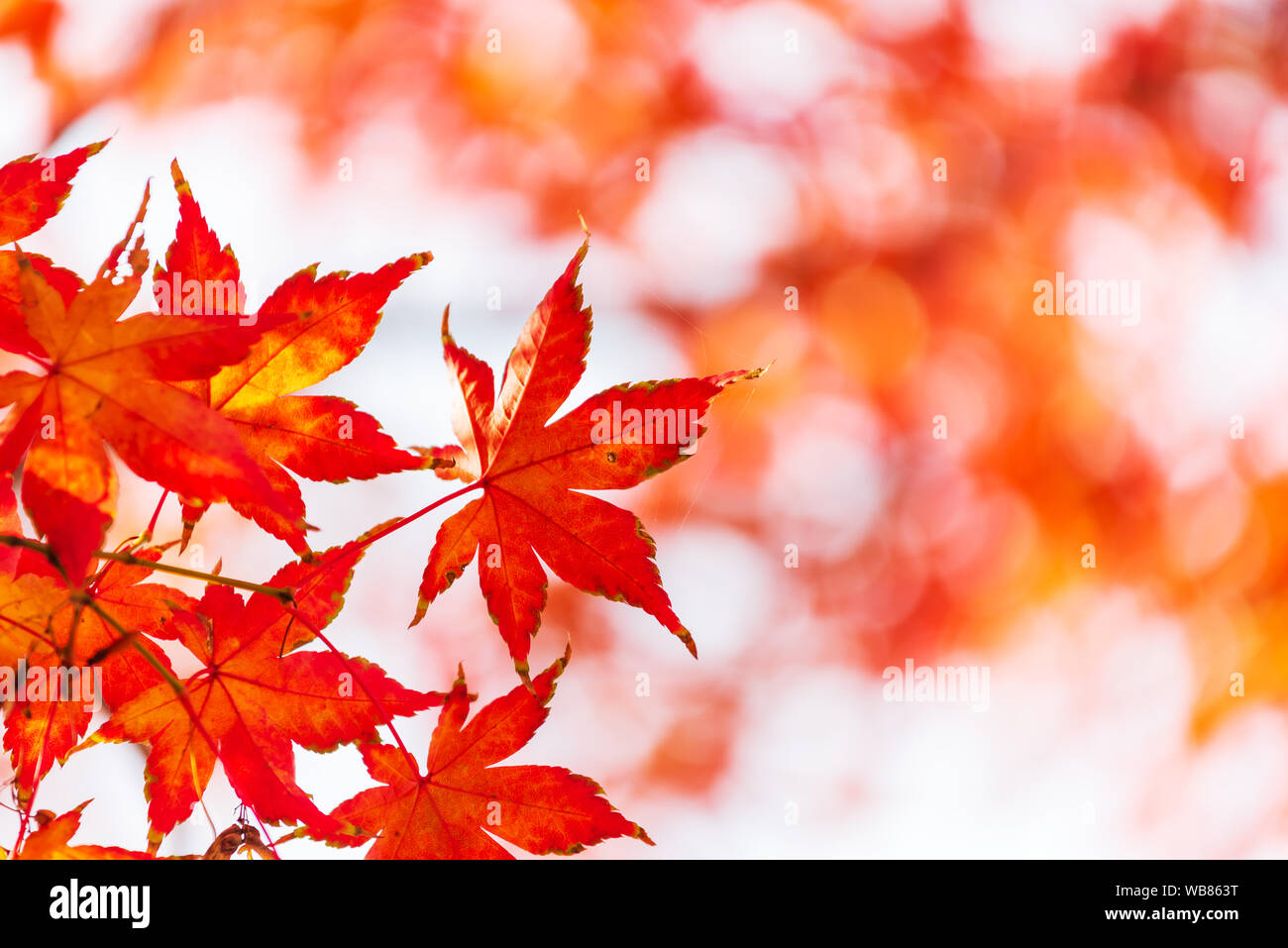 Herbst Hintergrund in Seoul, Südkorea Stockfoto