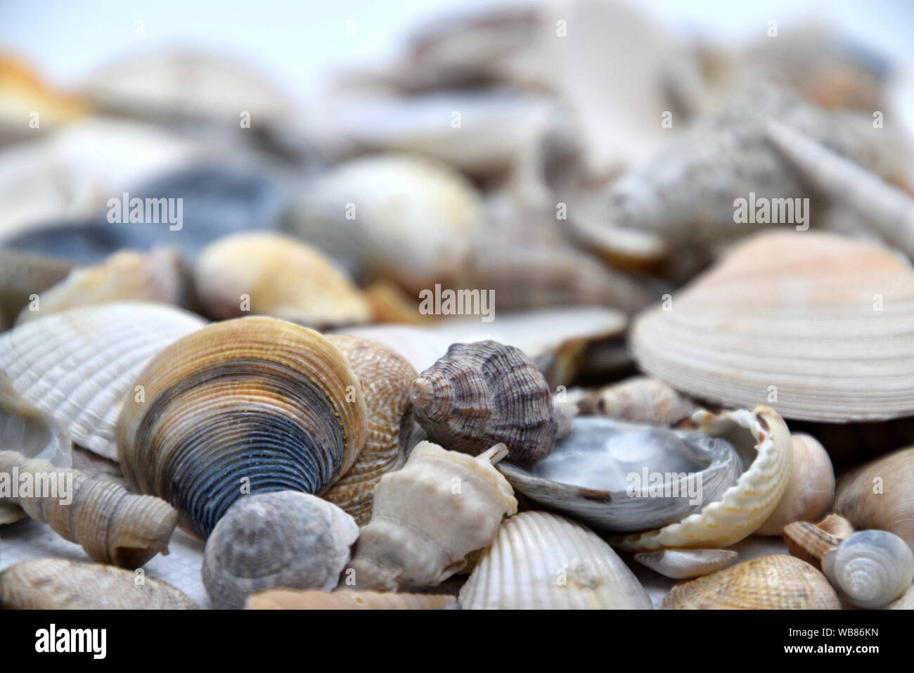 Nahaufnahme von Muscheln isoliert auf Hintergrund Stockfoto