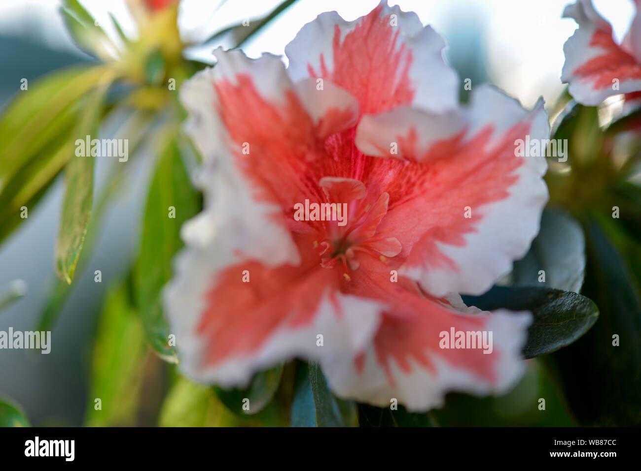 Azalee rosa und weiße Blume in voller Blüte im Garten Stockfoto