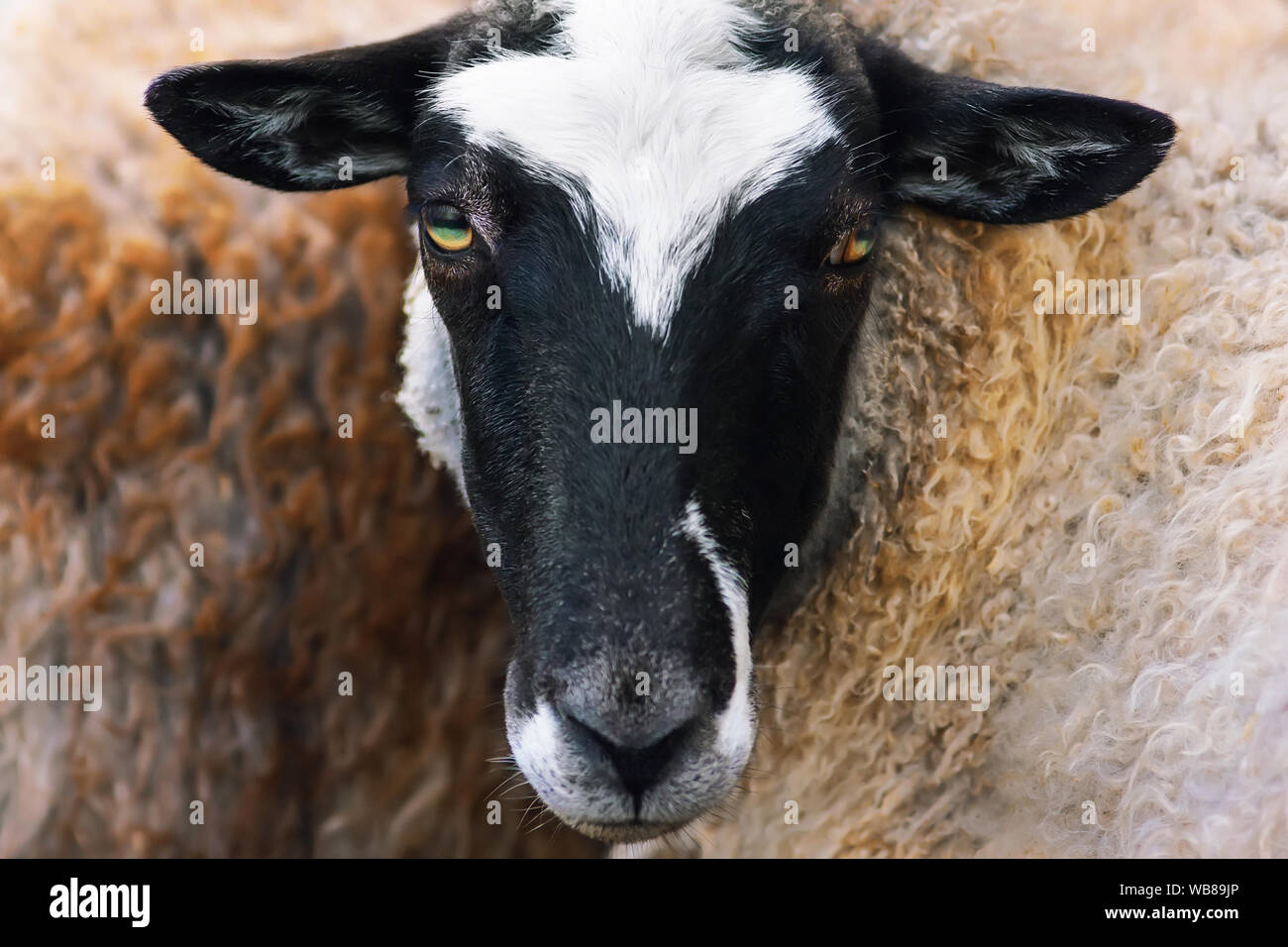 Porträt einer flauschigen lockigen Haaren Schafe mit einem dunklen schmalen Schnauze, beige Wolle und hell gelblich cross-eyed Augen. Stockfoto