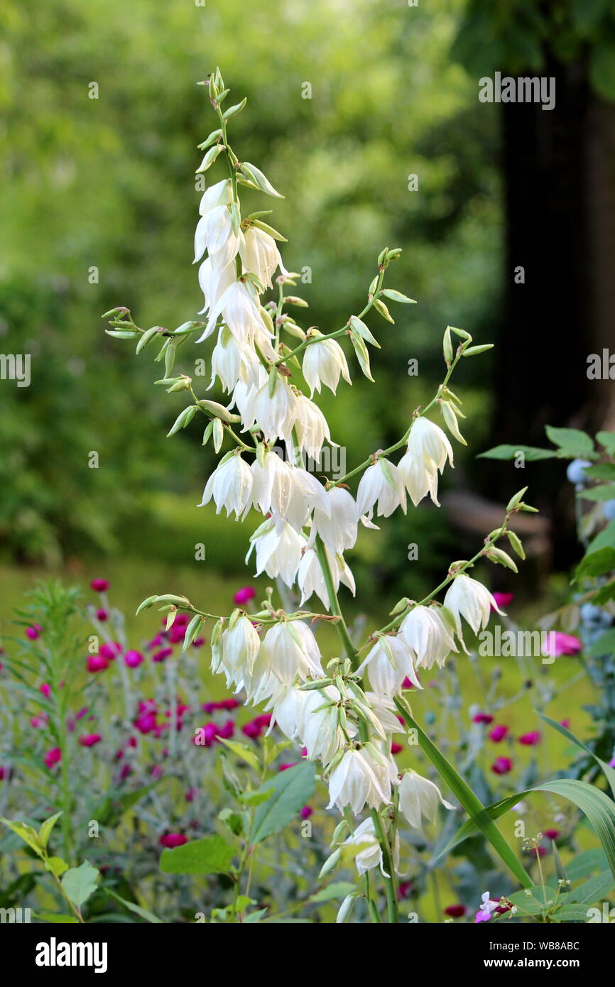 Yucca Staude Strauch mit groen terminal Bltenrispen vollstndig geffnet  Blhende weie Blten mit Schwert geformte Bltter und andere Blumen  umgeben Stockfotografie - Alamy