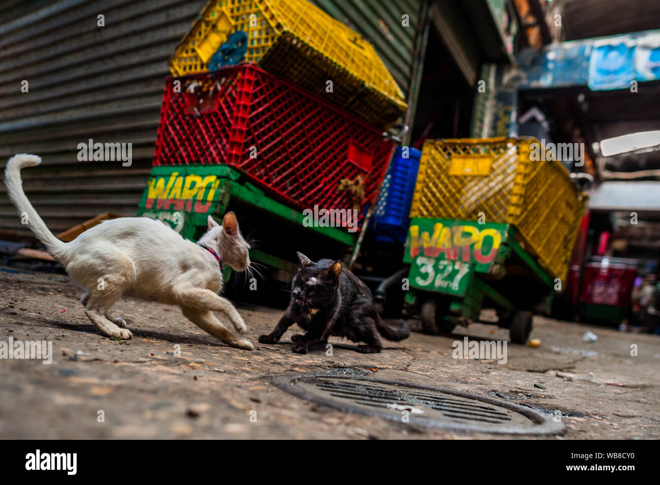 Straße Katzen Kampf für das Gebiet, auf dem Markt der Bazurto in Cartagena, Kolumbien. Stockfoto