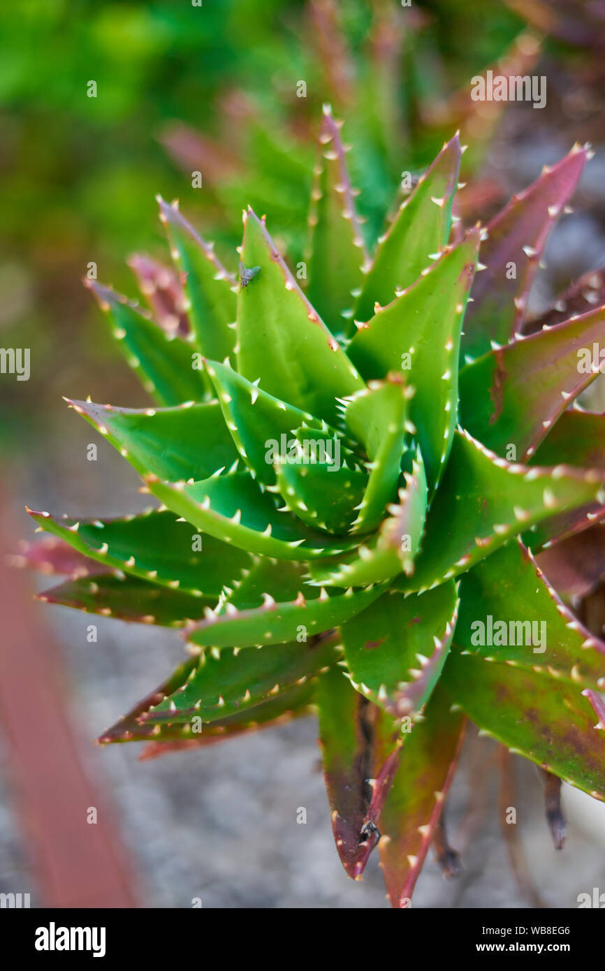 Aloe Vera Baby Pflanzen Stockfotografie - Alamy