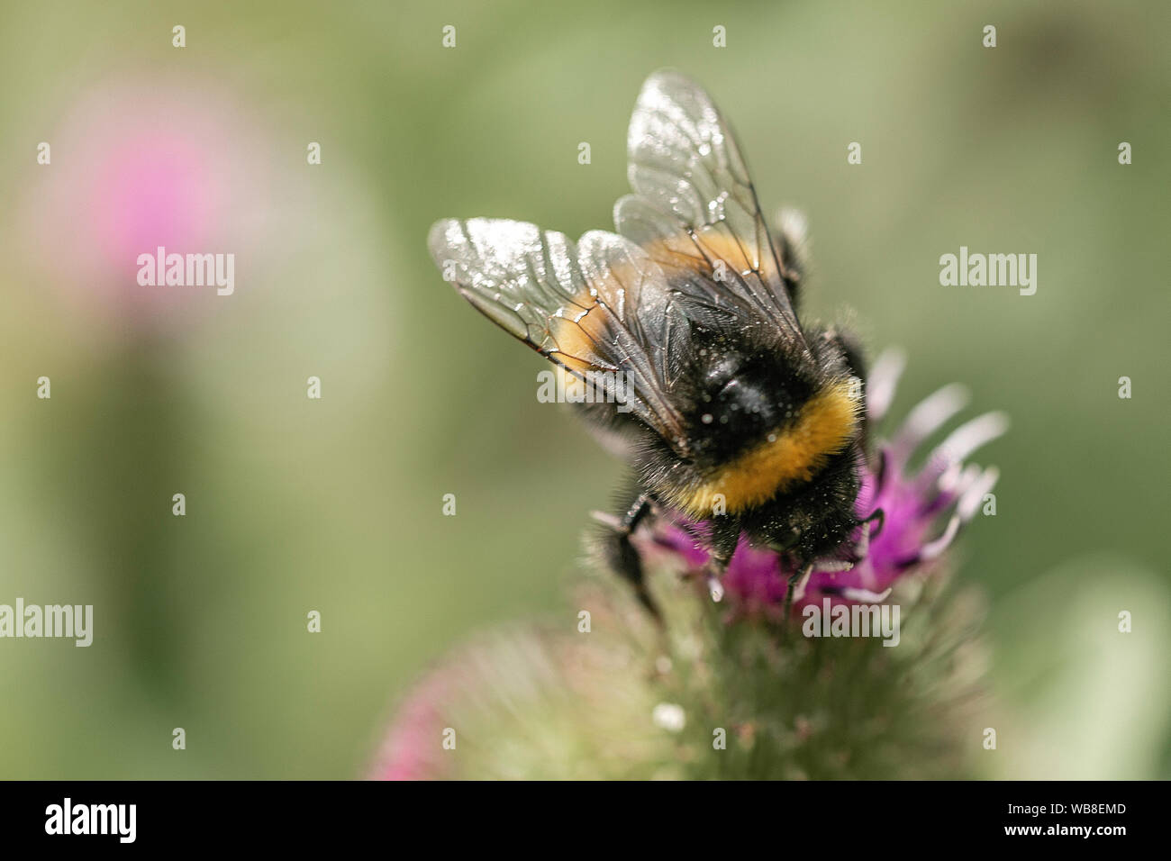 Closeup Hummel Makrofotografie Schuß Stockfoto