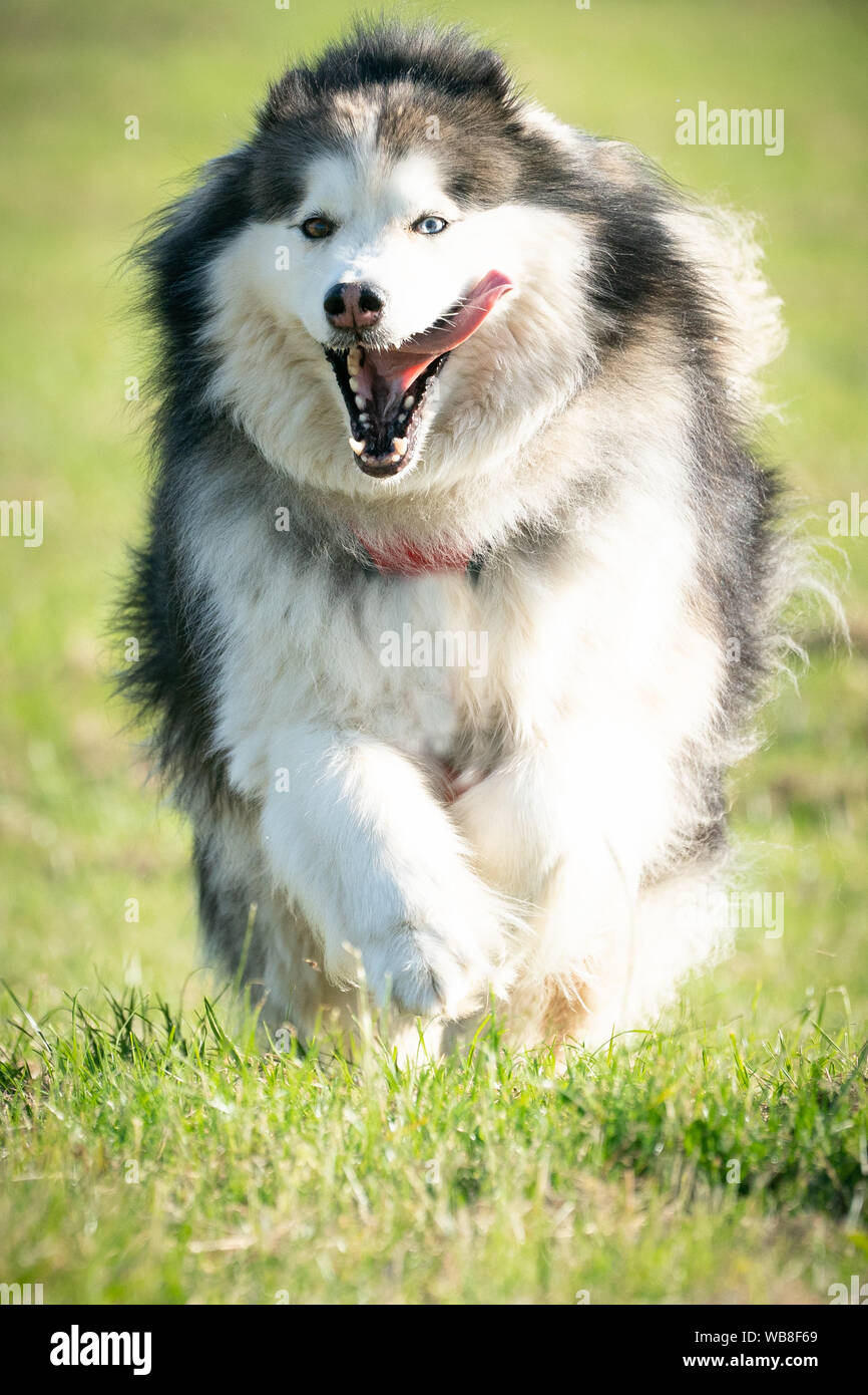 Malamute in die Kamera in der Nähe von Stockfoto