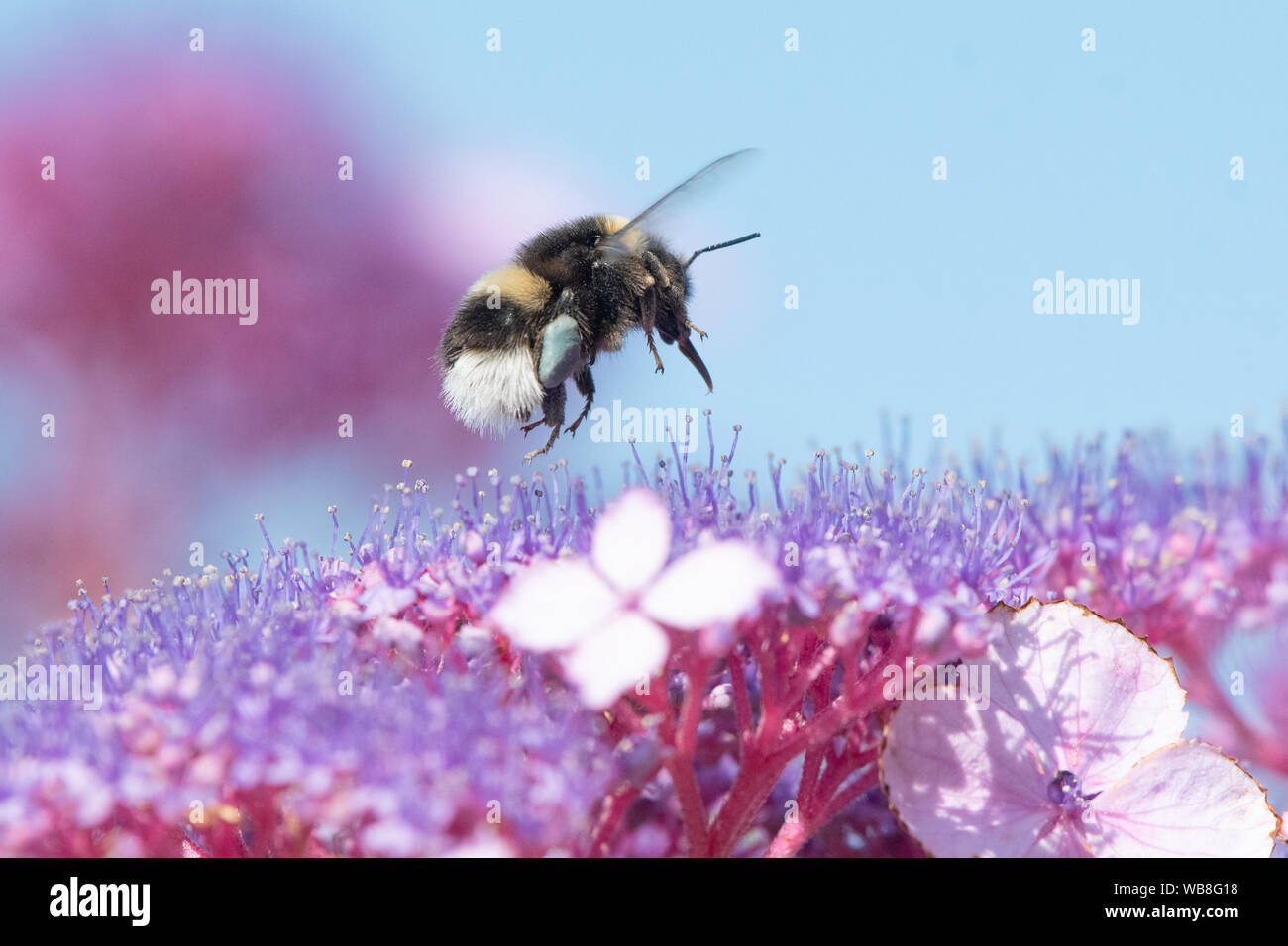 Killearn, Stirlingshire, Schottland, UK. 25 Aug, 2019. UK Wetter - Hummel mit blauen Pollen-körbe Grünfutter auf die Hortensie Blumen unter strahlend blauem Himmel und Temperaturen in einem stirlingshire Garten steigen. Pollen Farbe variiert je nach Art der Pflanze, aus der Bienen Pollen sammeln und kann von weiß bis dunkelblau variieren. Credit: Kay Roxby/Alamy leben Nachrichten Stockfoto